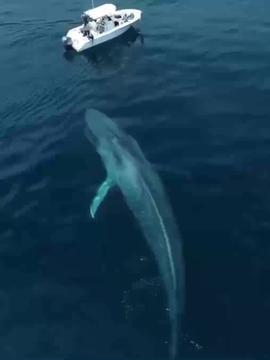 蓝鲸视频,揭秘海洋生物的神秘世界