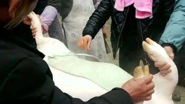 农村杀猪视频,传统习俗与现代生活的碰撞