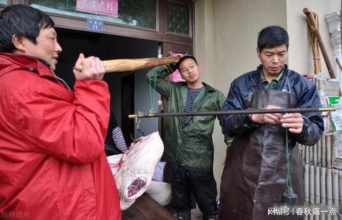 农村杀猪视频,传统习俗与现代生活的碰撞