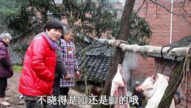 农村杀猪视频,传统习俗与现代生活的碰撞