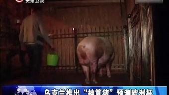 交配视频,揭秘动物繁衍的神秘面纱